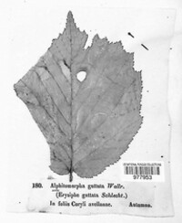 Phyllactinia guttata image